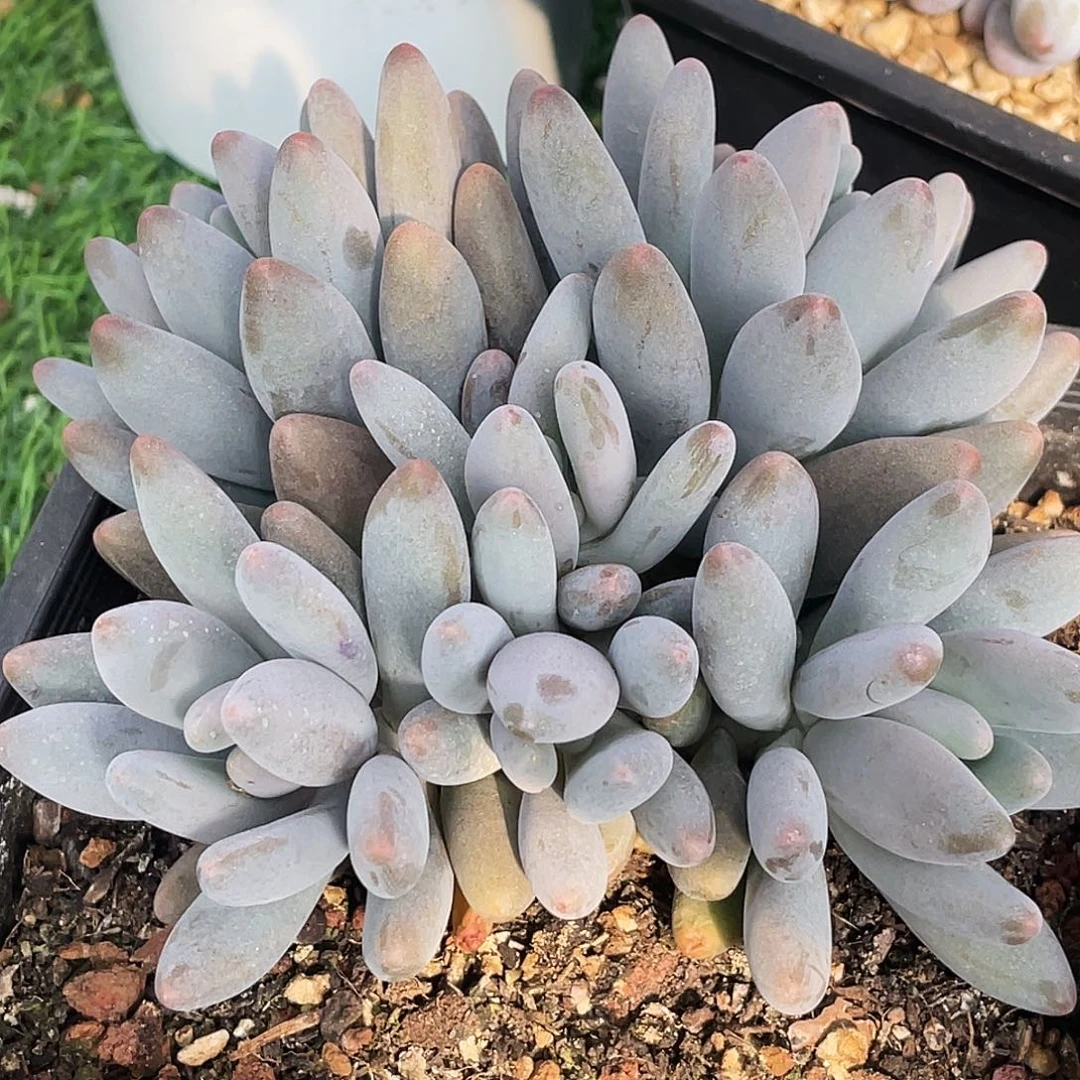 整桩无砍多头海鸥（企鹅杂）一颗