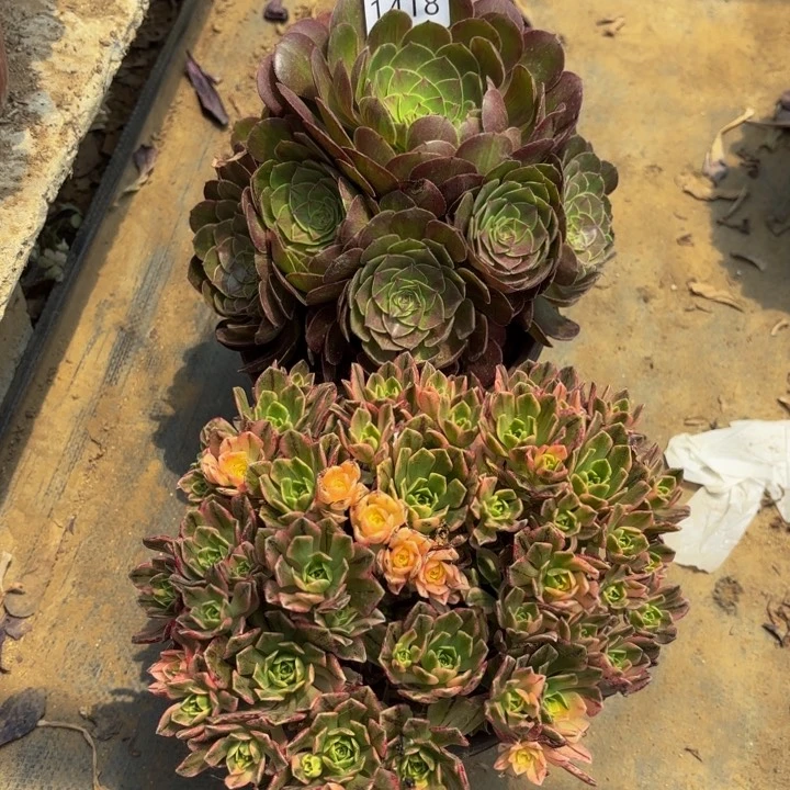 2颗多肉处理不包断头1418