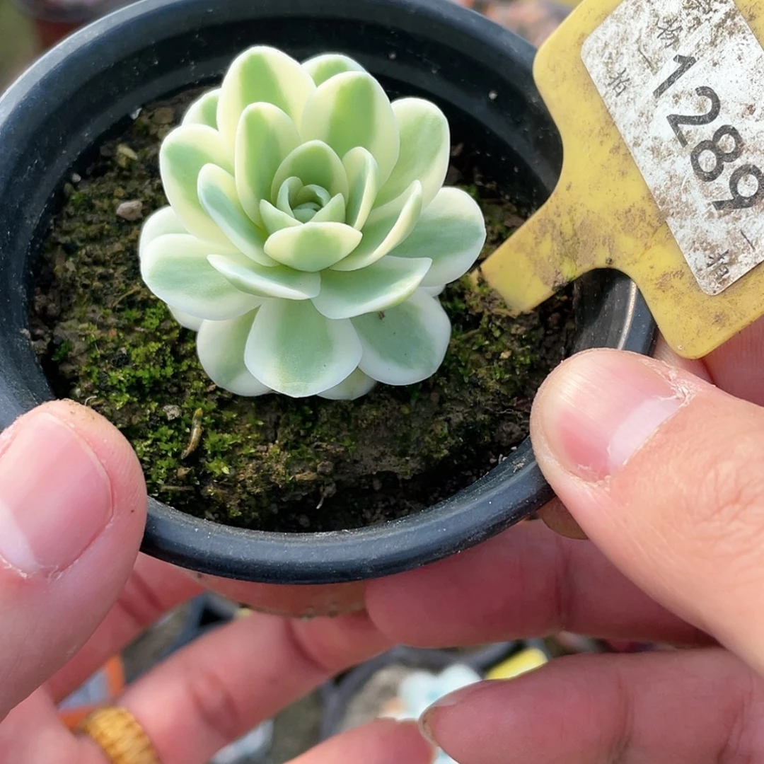 【闪购商品】1289号