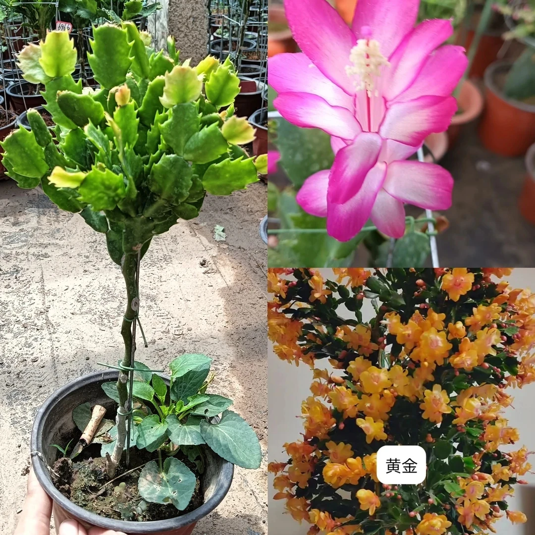 叶仙嫁接多色蟹爪兰盆栽室内花卉四季可养的阳台小叶植物