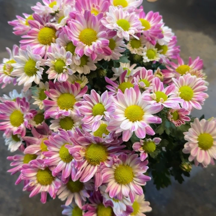 浅色斑纹菊盆栽花量多