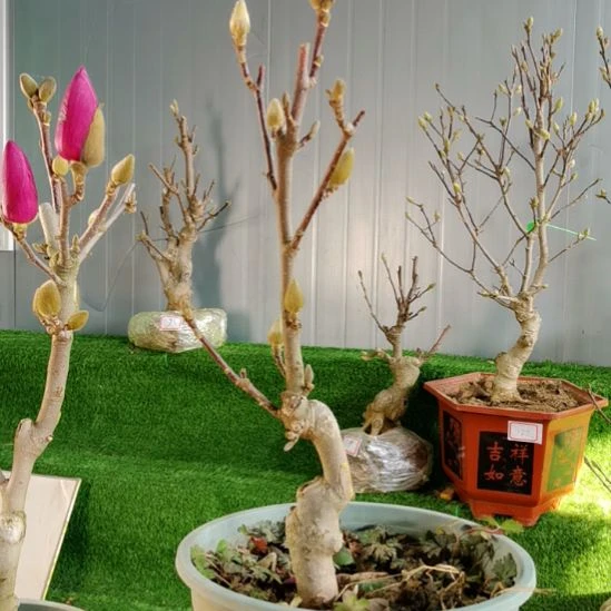 完全开放矮化浅霞玉兰盆景