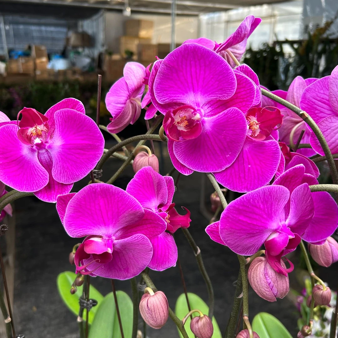 蝴蝶兰（恭喜发财）超大花朵 花期超长 盆栽兰花 开花太美 好养护