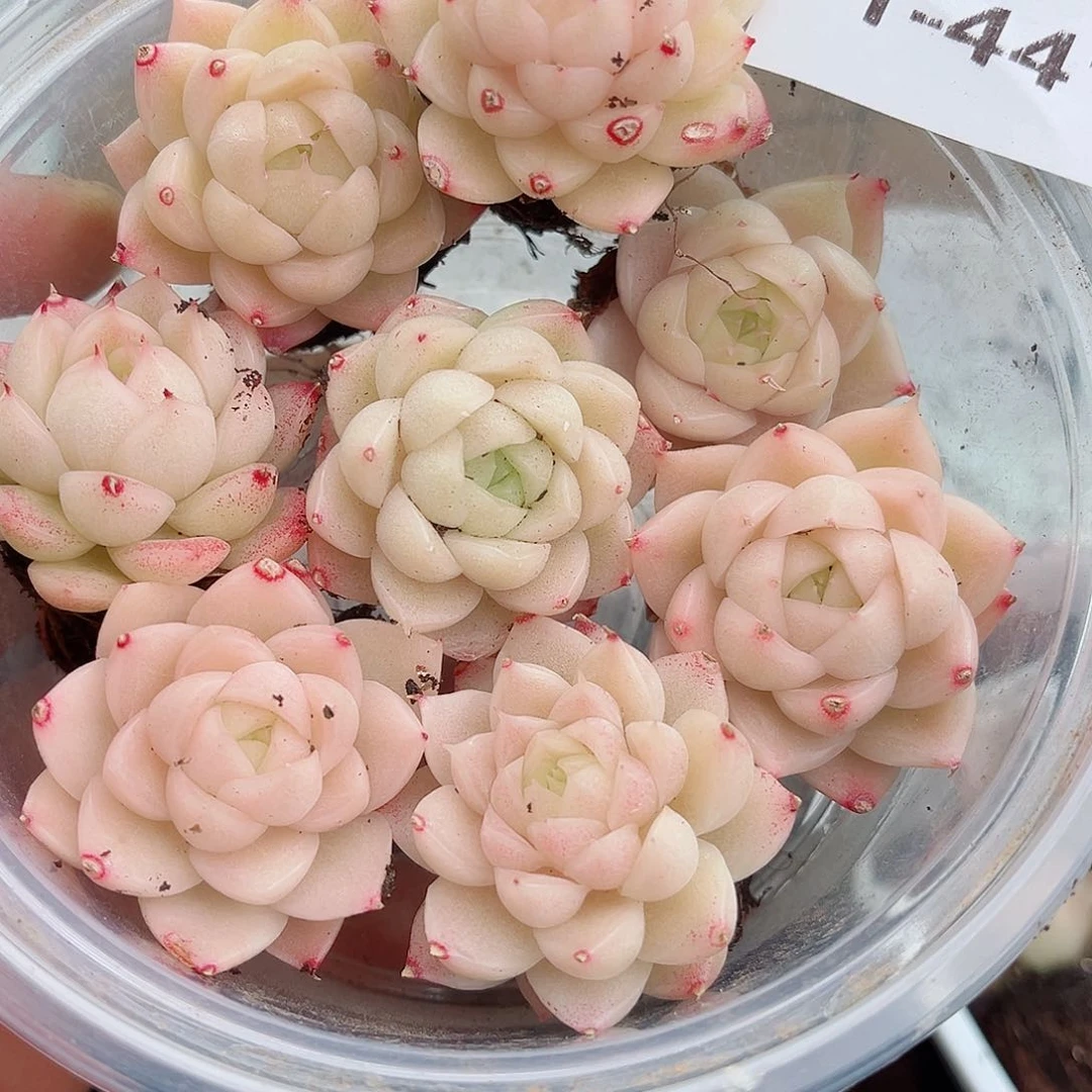 1-441 新疆西藏内蒙不发12.8包邮2-3公分