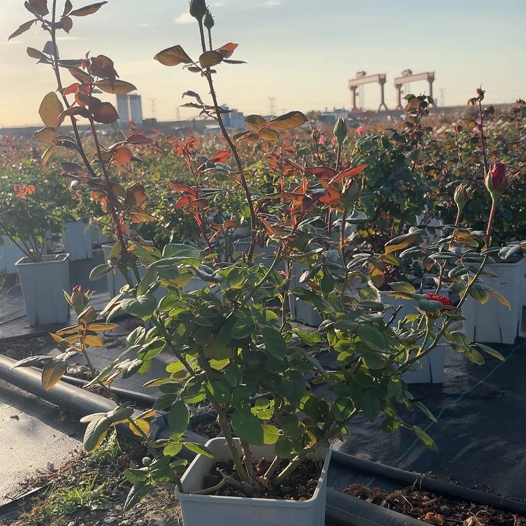 当前无花朵，栽培后可花朵117