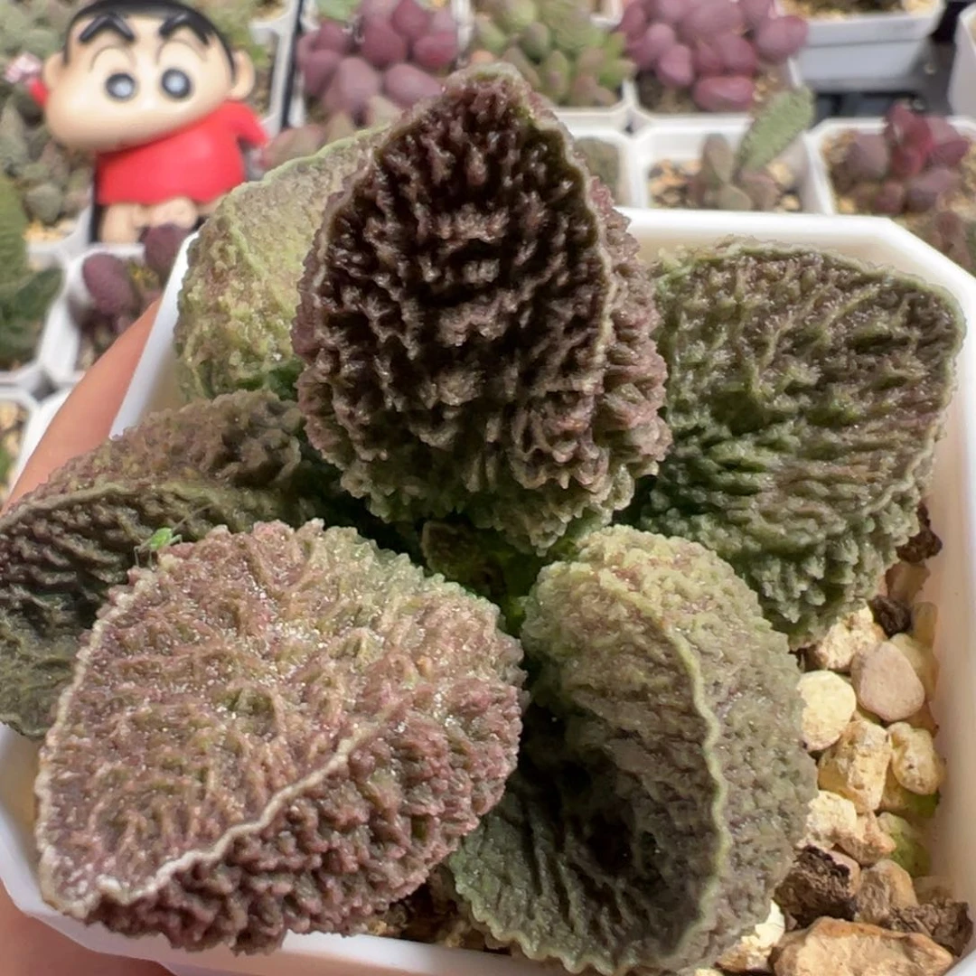 无花朵实生新品多肉植物水泡多肉植物