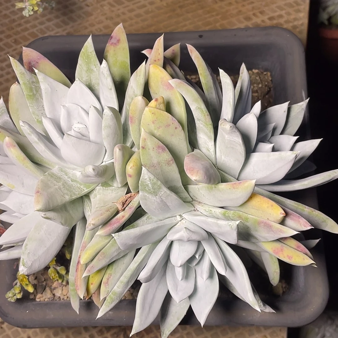 【闪购商品】牡丹苹果叶