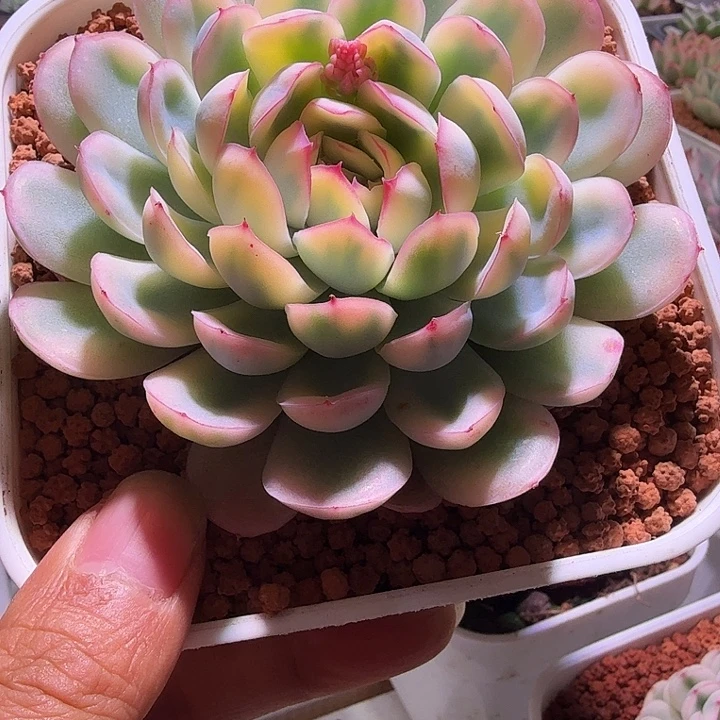 草莓冰锦多肉植物