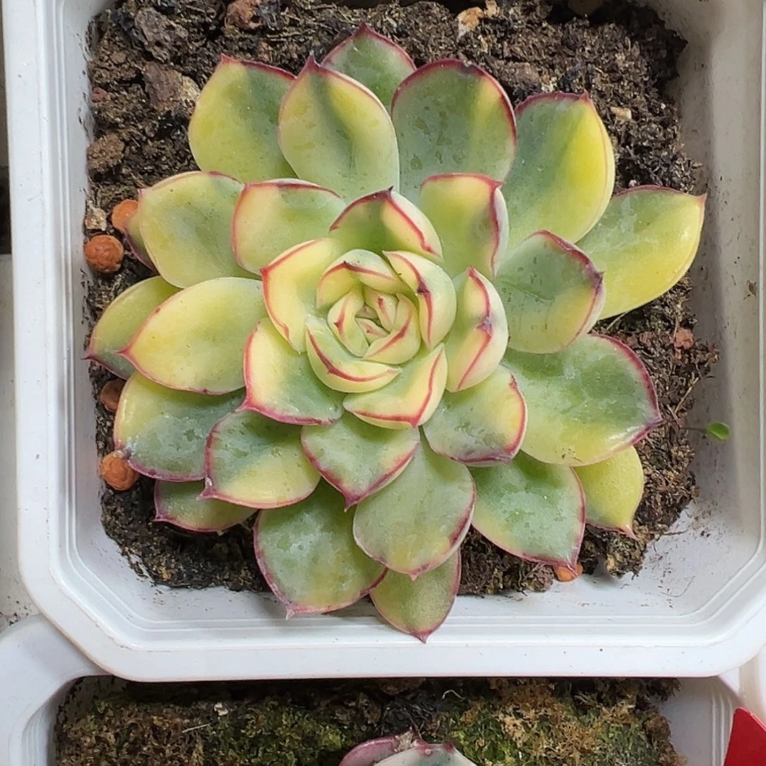 满38包邮慈禧锦多肉