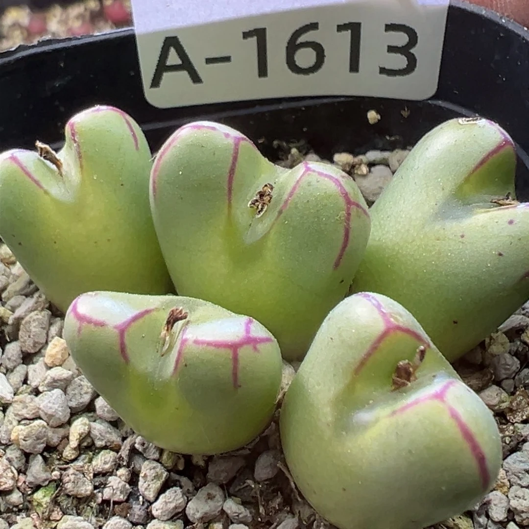 多肉植物111111111111111