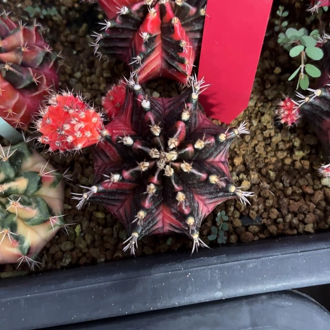 201-0908泰国发货 8mm