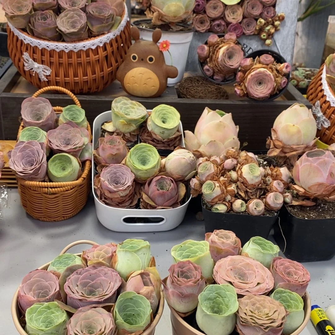 山地玫瑰00000000001