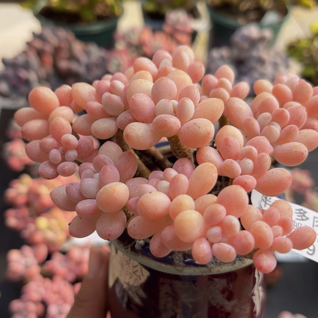 899鱼子酱10cm多肉