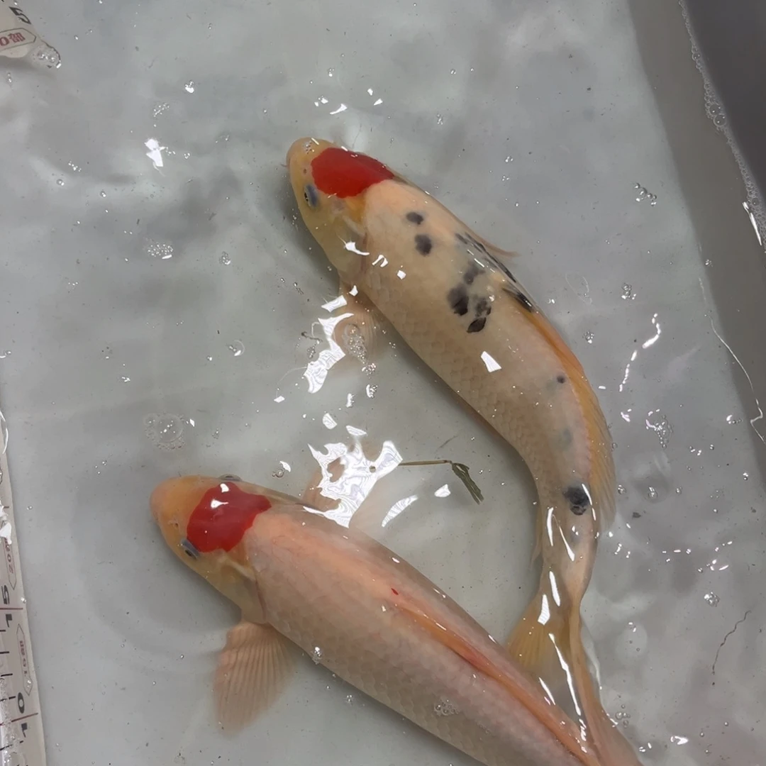 锦上锦鲤 66666666