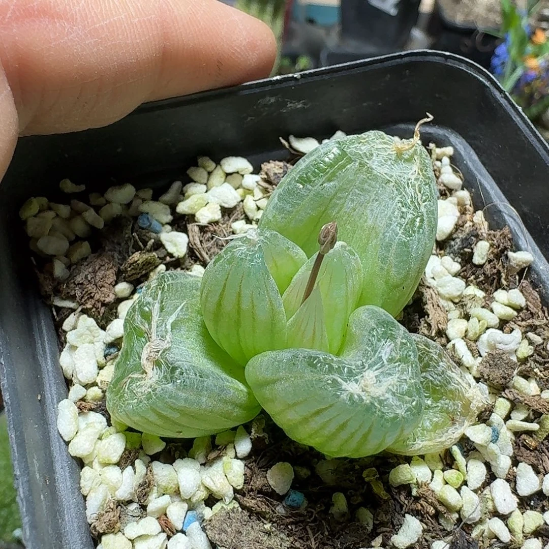 379玉翡翠带盆发货一个随机带花苞