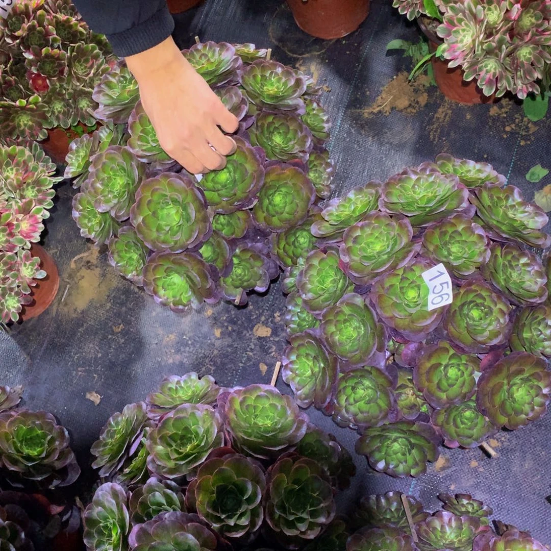 妙****法师多肉植物159.156