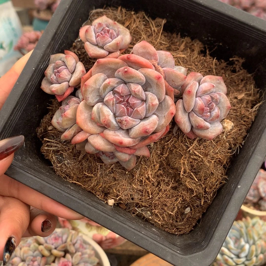 哈哈哈哈哈哈哈12