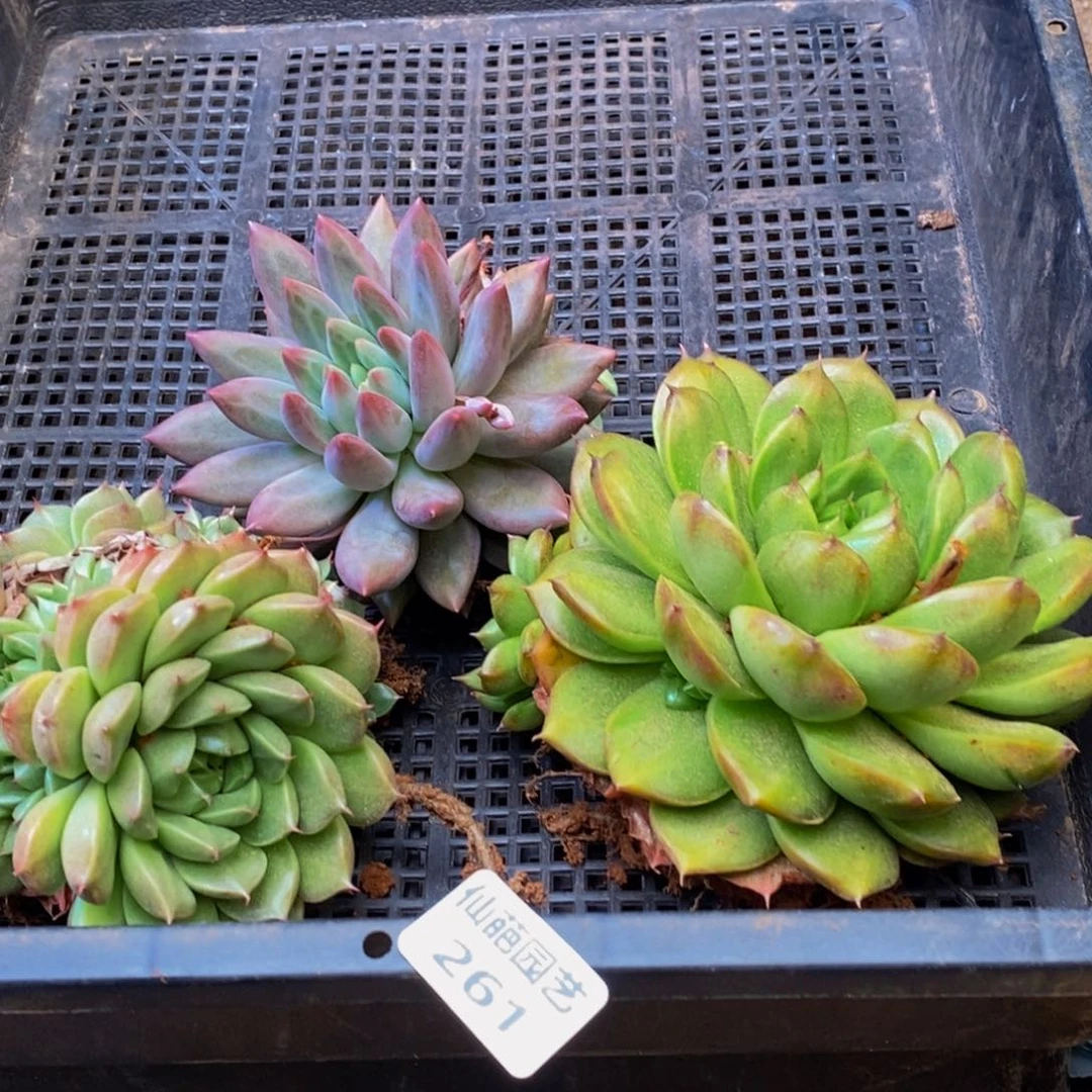 261多肉酱面膜祛痘去