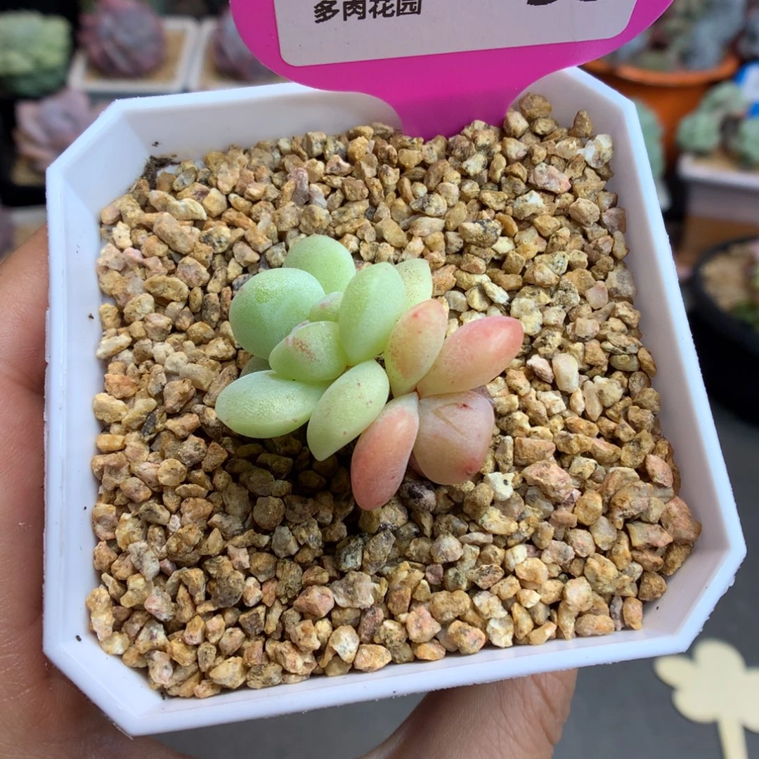 55双头异色冰玉石化多肉