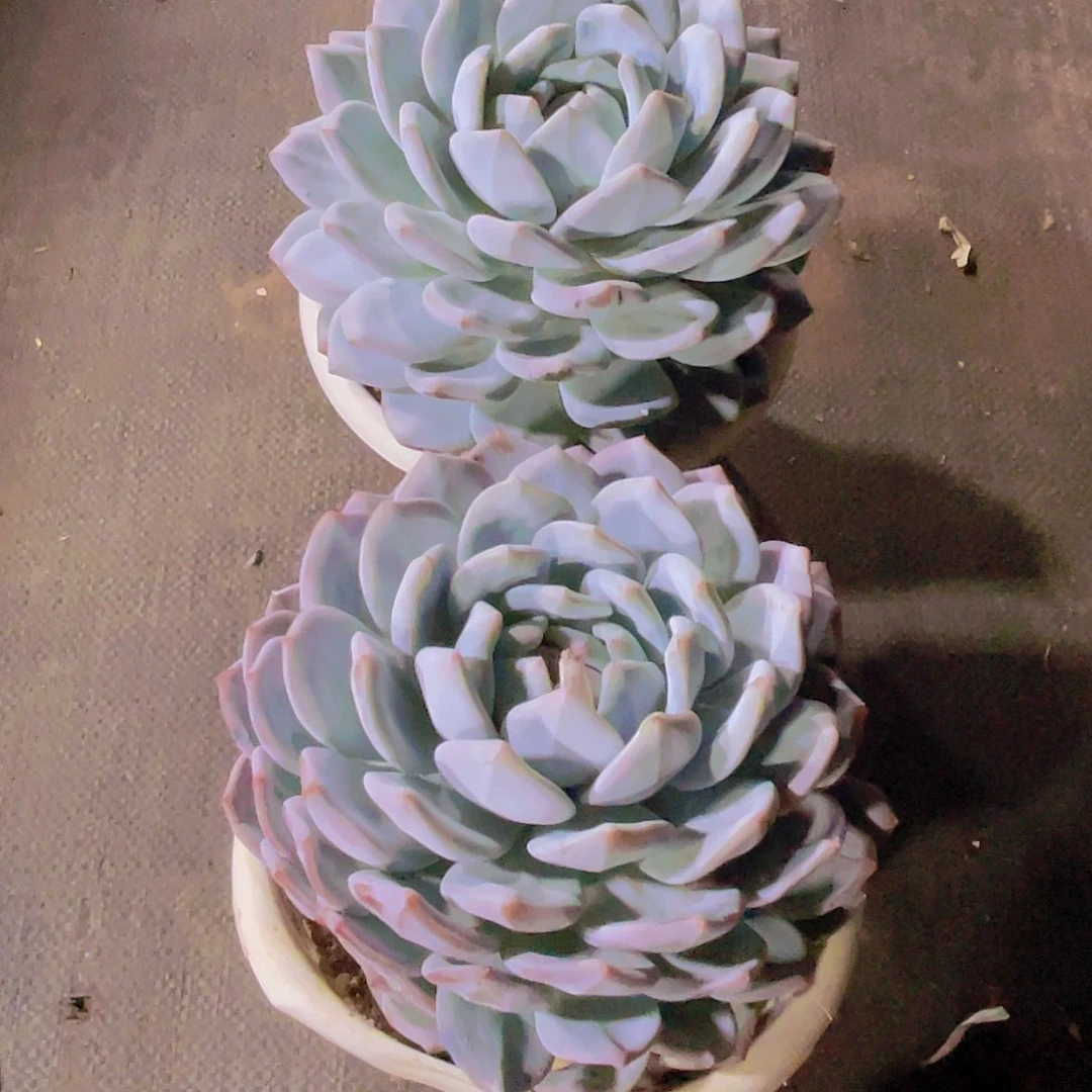 悦***悦000000000000000598