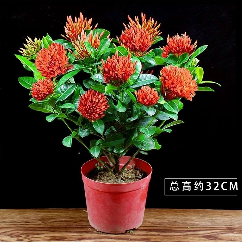 小叶龙船花盆栽花苞绣球花四季开花室内外好养庭院阳台花卉植物