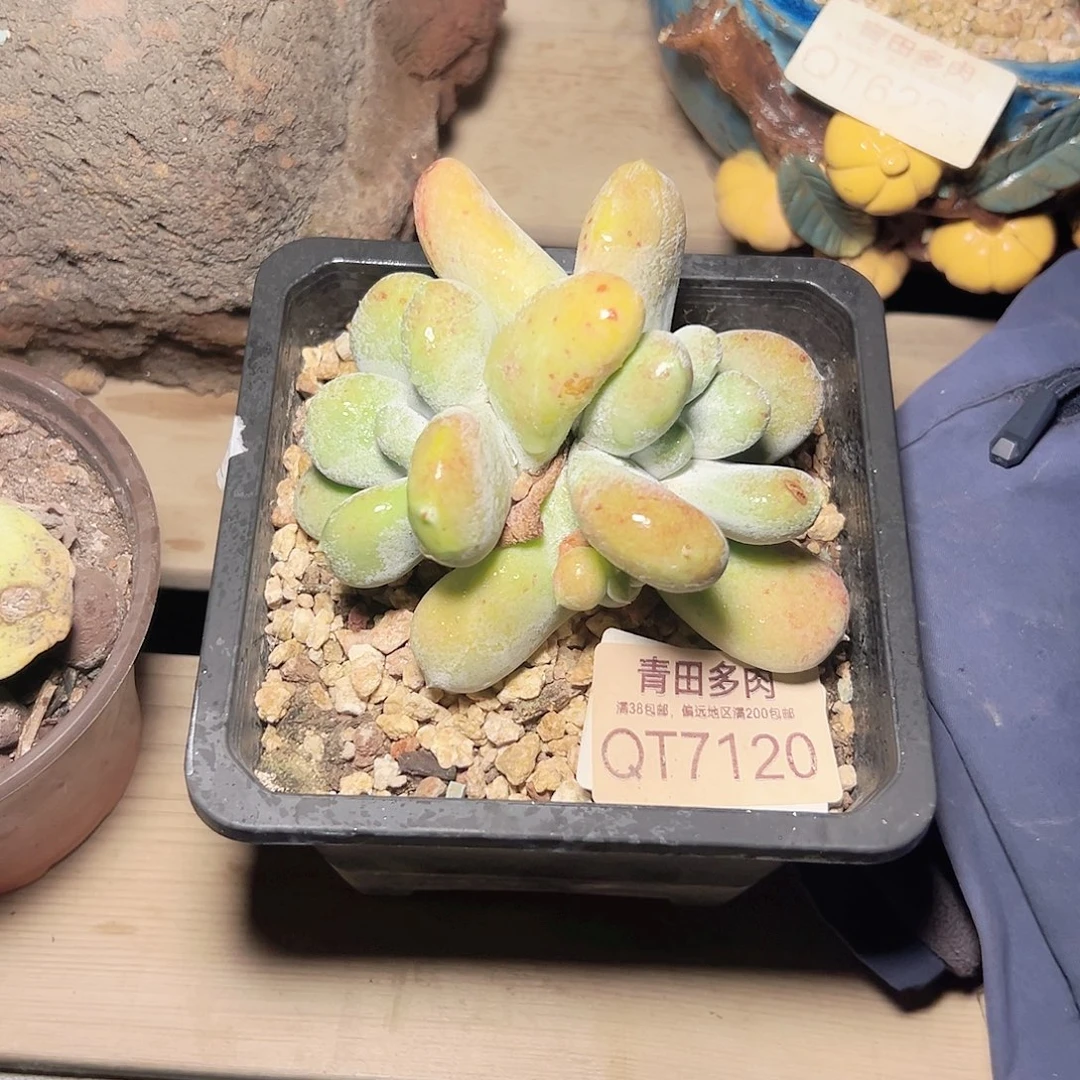 小鹿多肉一物一拍7120