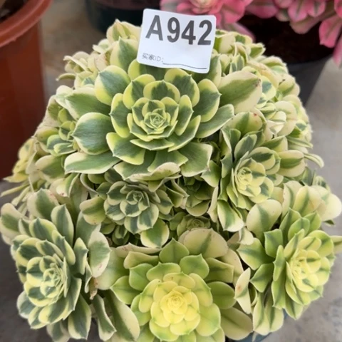 942绿豆沙20厘米左右