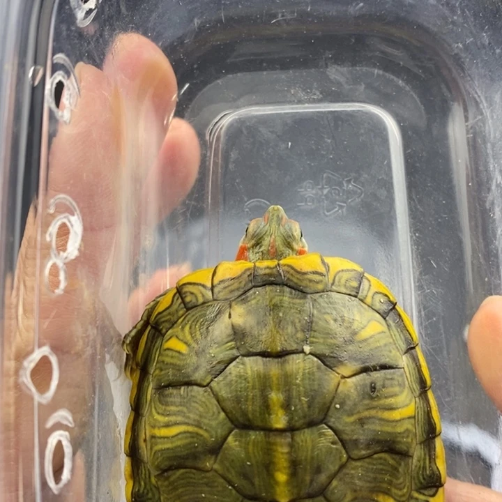 巴西彩龟母66666666