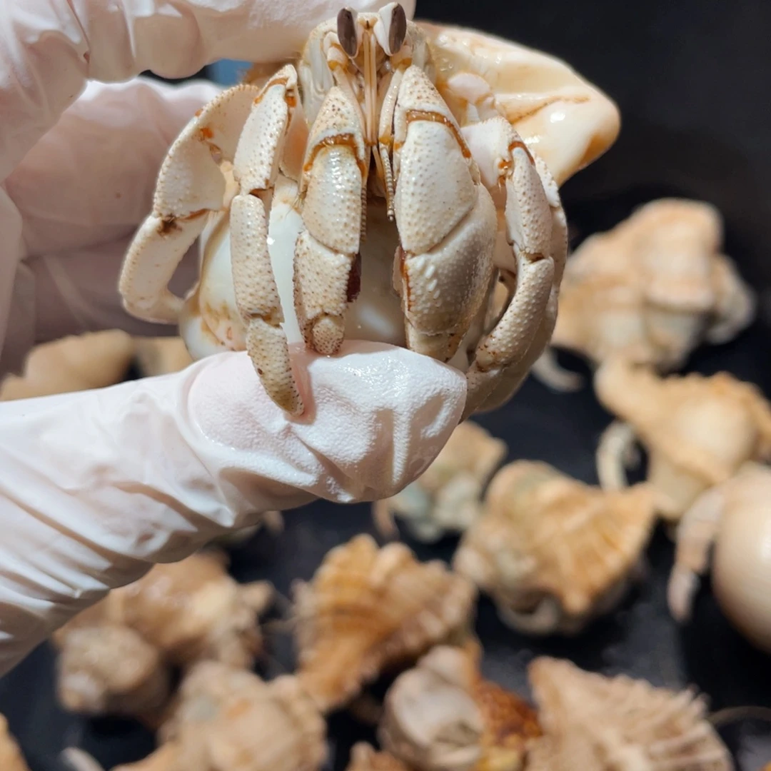 蜗居异宠寄居蟹9502，红海白豆腐