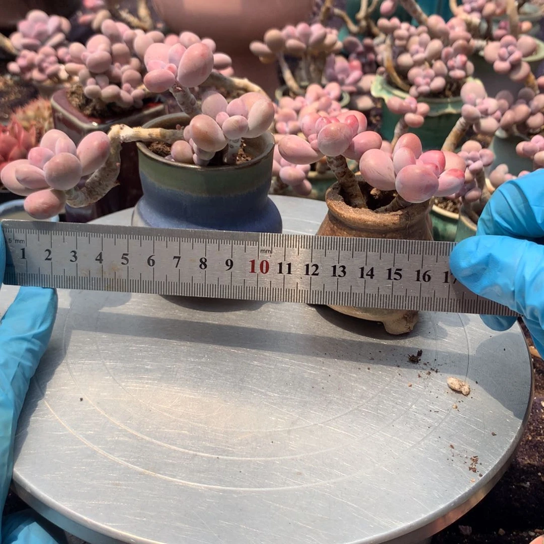 2颗带盆偏远地区不包邮的