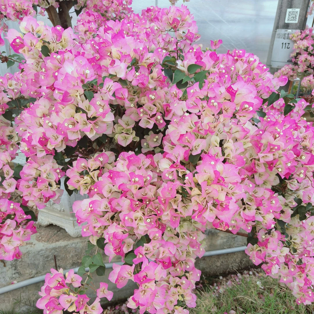 【绿叶樱花】四季开花三角梅带花带原盆发可爬藤垂吊阳台庭院可养