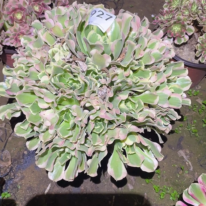 多肉植物断枝不包927白凤