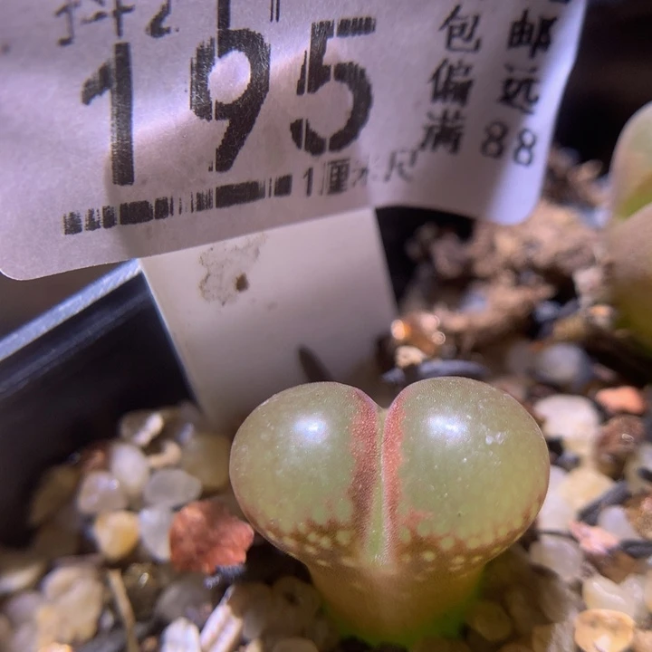 生石花多肉211.195