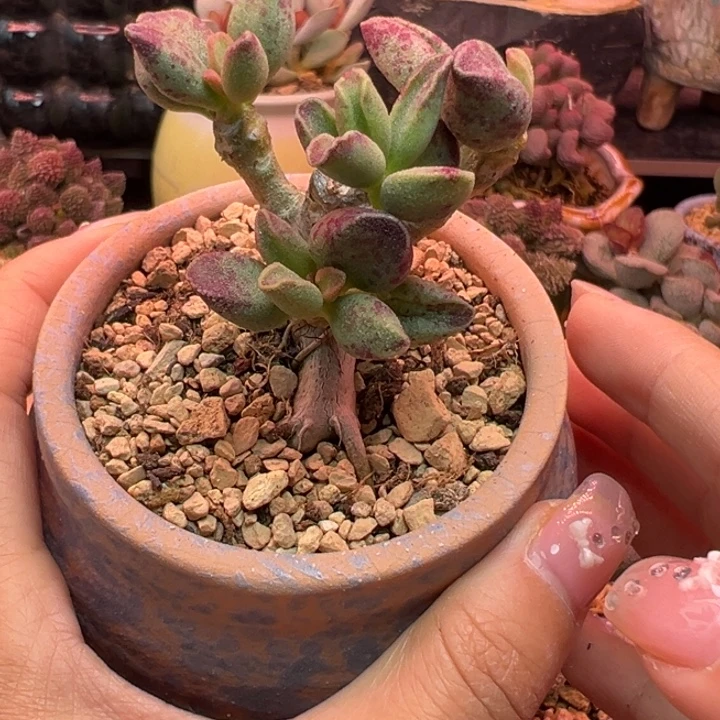 泡***糖             AV。