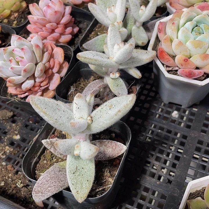 大白兔2.8带盆土