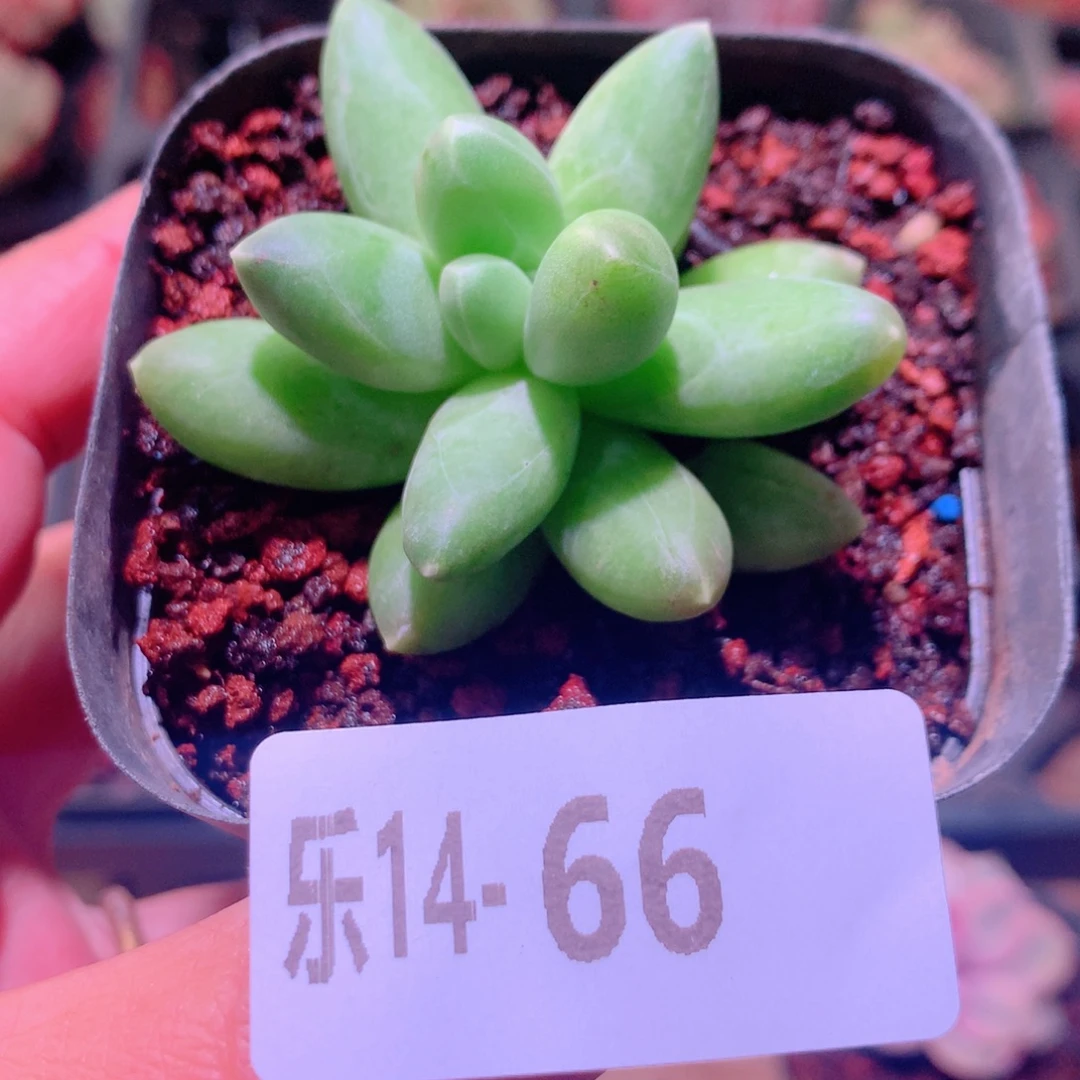 乐然14-66 千代田之松