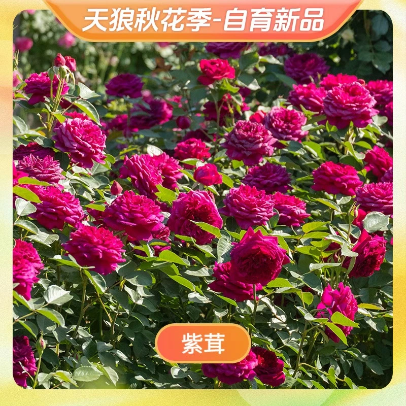 【天狼秋花季】紫茸 自育月季大花浓香多季杂交茶香月季盆栽易养