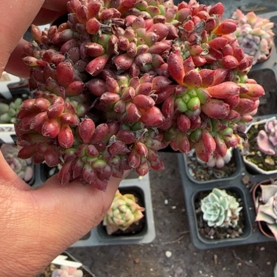 383红唇缀多肉植物多