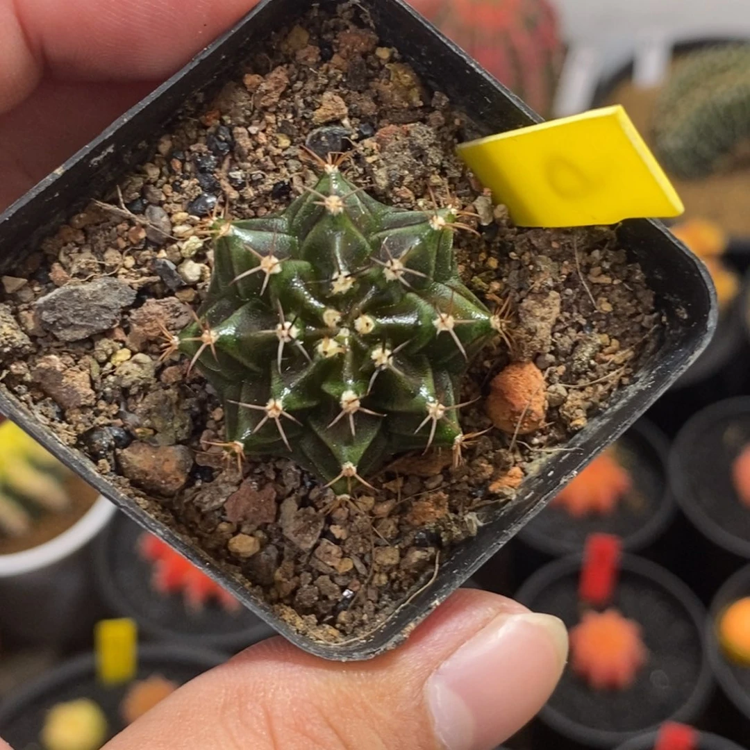 精品米哈—脱土发货29