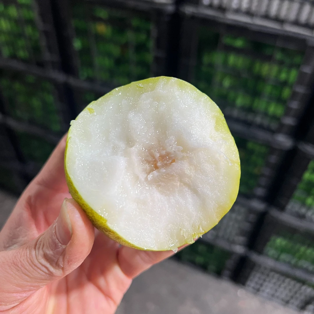 云南西双版纳花斑苹果枣净重脆爽多汁型如苹果酥脆化渣只发川渝