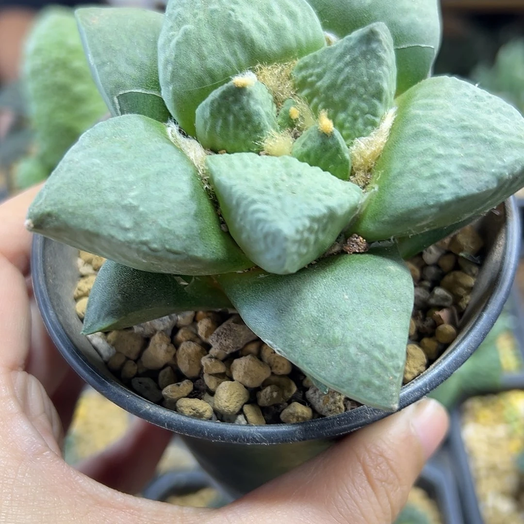 晚36号实生龟甲连山9公分