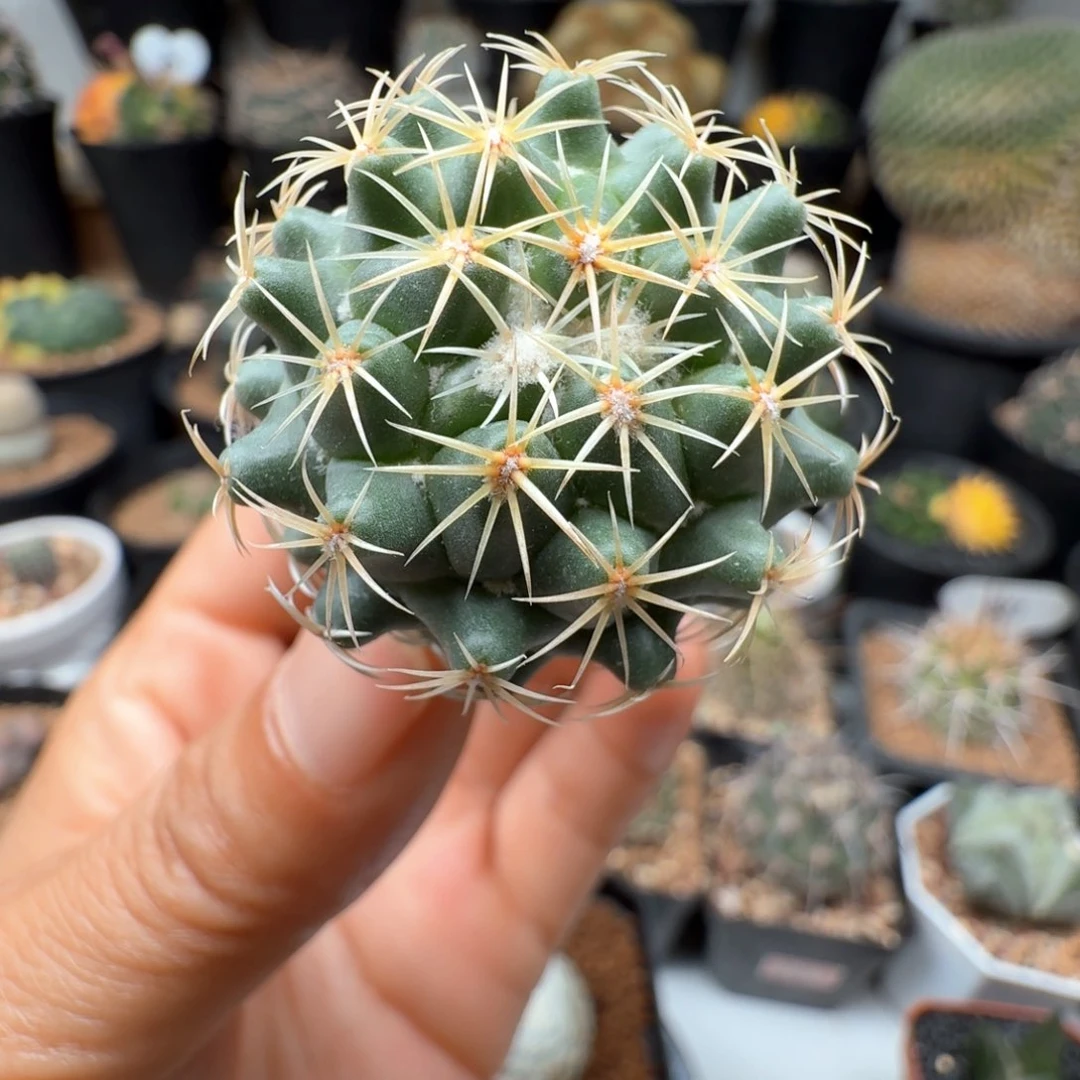 无花朵实生钢钉尺寸3.4