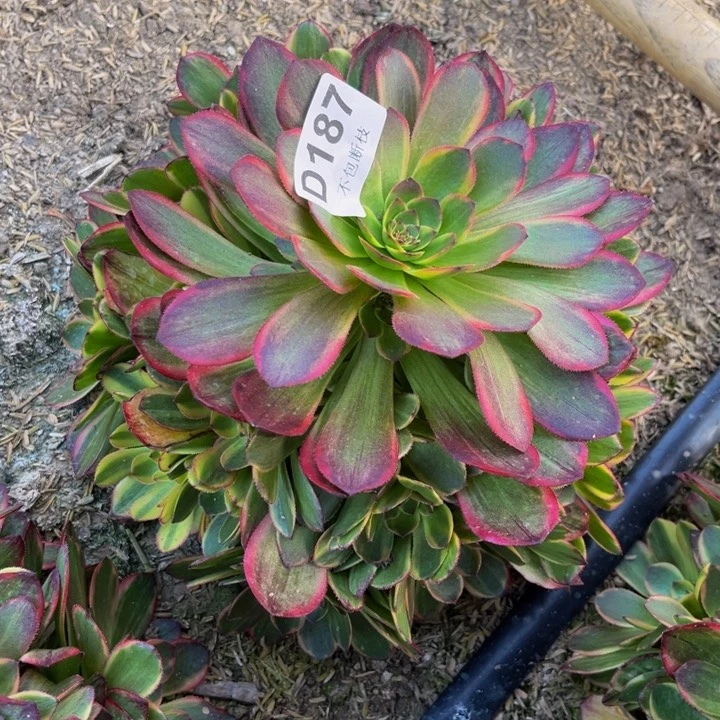 尚**啡187万七彩多肉法师不包断枝