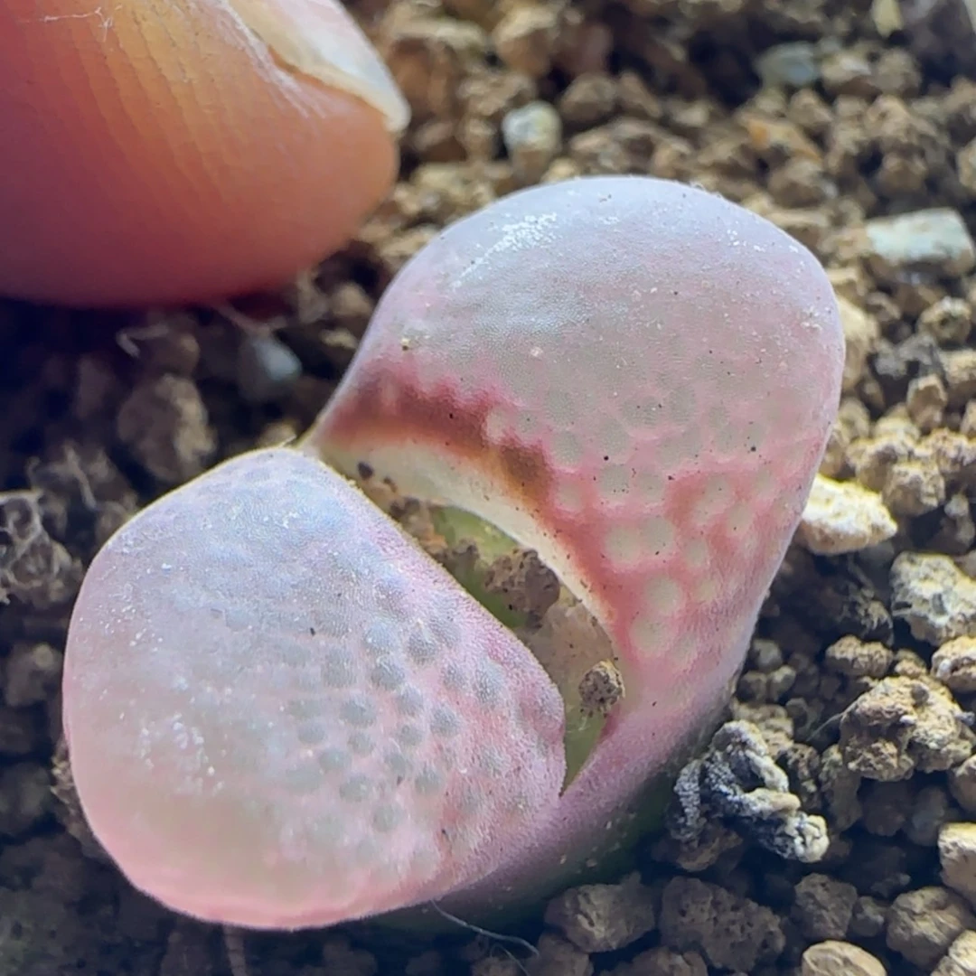 【闪购商品】22011