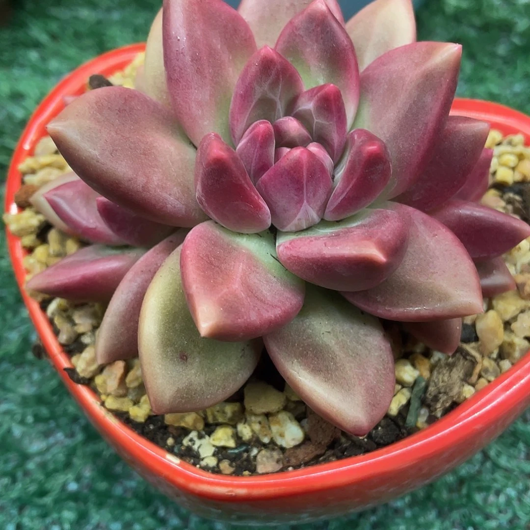 迷雾泡泡一物一拍满28包邮非偏远