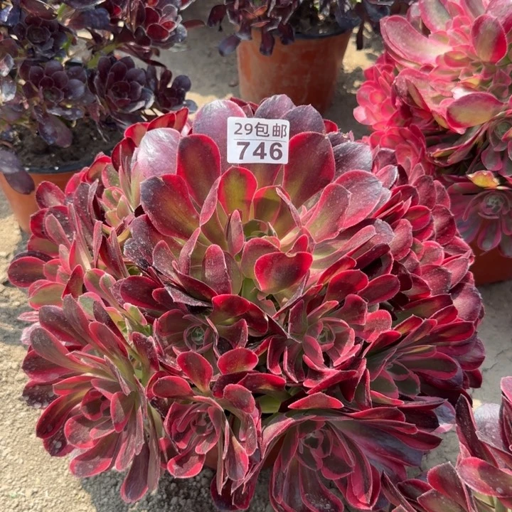 女郎……多肉植物……