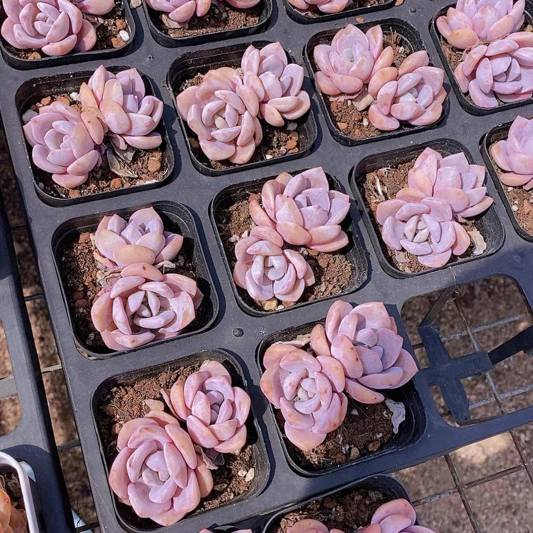 0601- 红茶双头一颗量拍