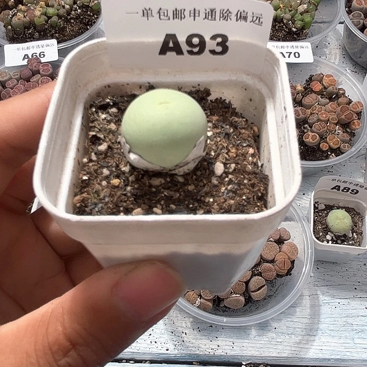 1115–番杏福利a93