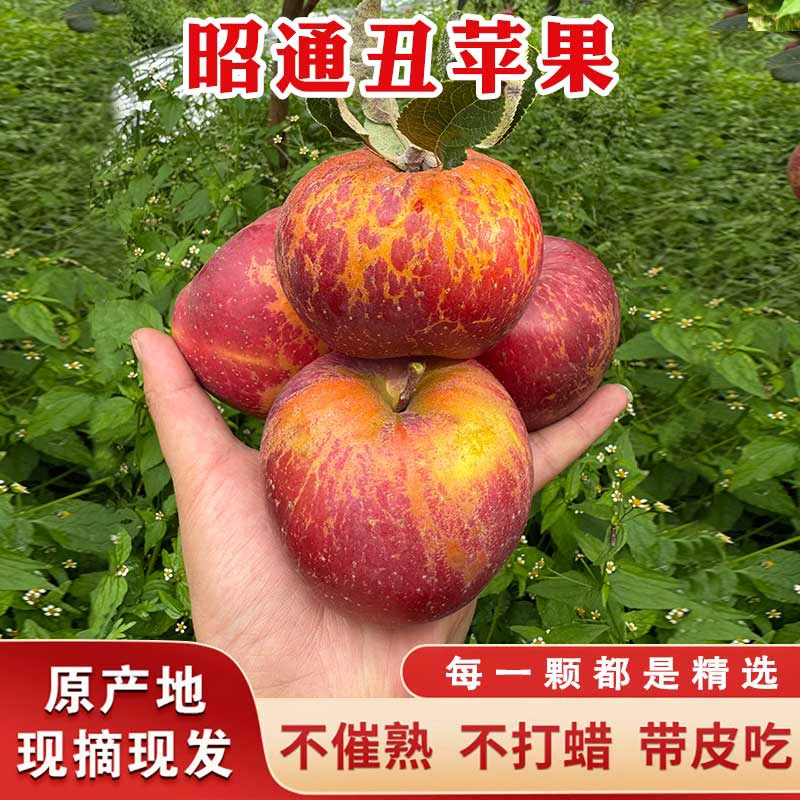 云南昭通冰糖心丑苹果新鲜现摘脆甜多汁营养丰富5/10斤包邮