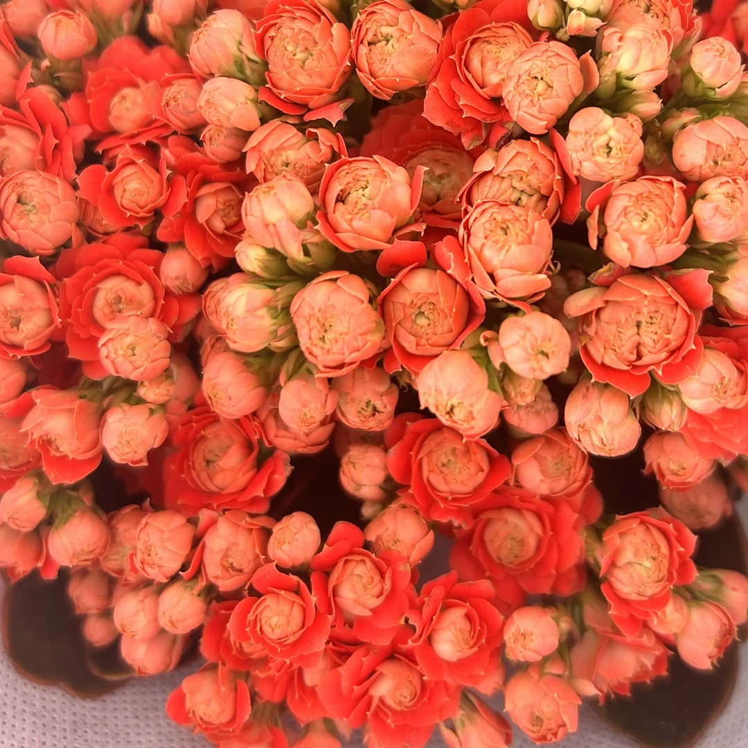 新品朱砂痣大花110盆花苞发货